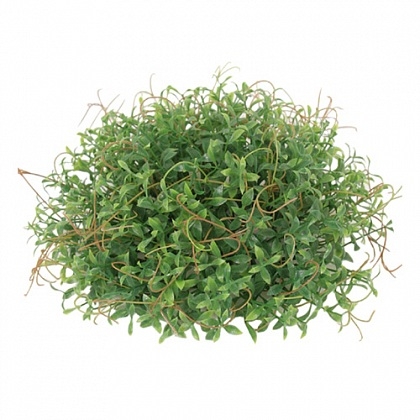 картинка искусственное растение TRADESCANTIA от интернет магазина