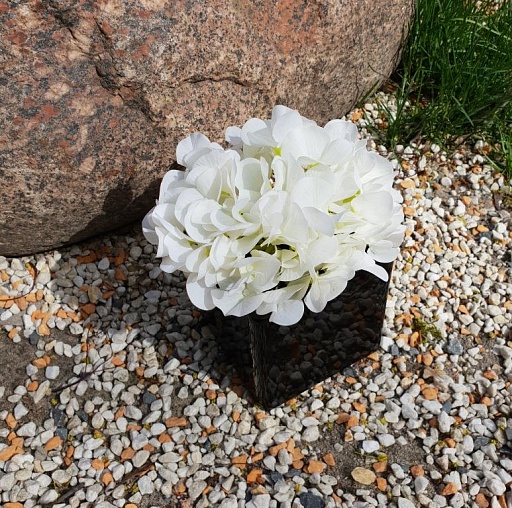 картинка Гортензия соцветие, белый от интернет магазина