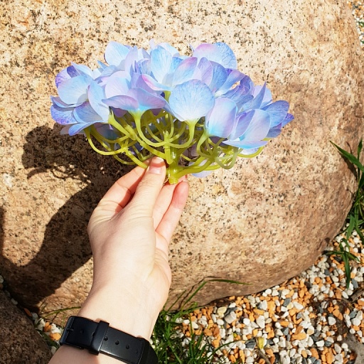 картинка Гортензия соцветие, радужно-синий от интернет магазина