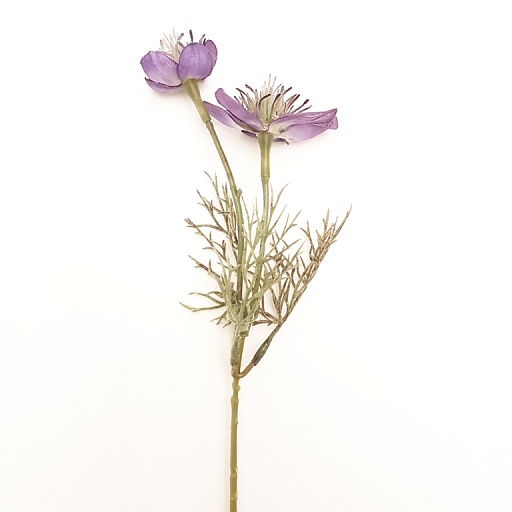 картинка Цветок MINI MECONOPSIS от интернет магазина