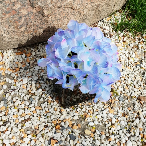 картинка Гортензия соцветие, радужно-синий от интернет магазина