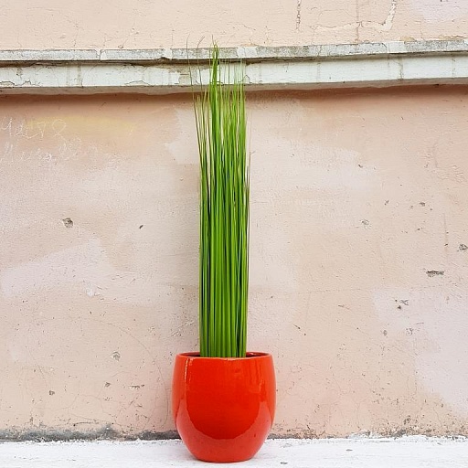 картинка искусственное растение GRAS от интернет магазина