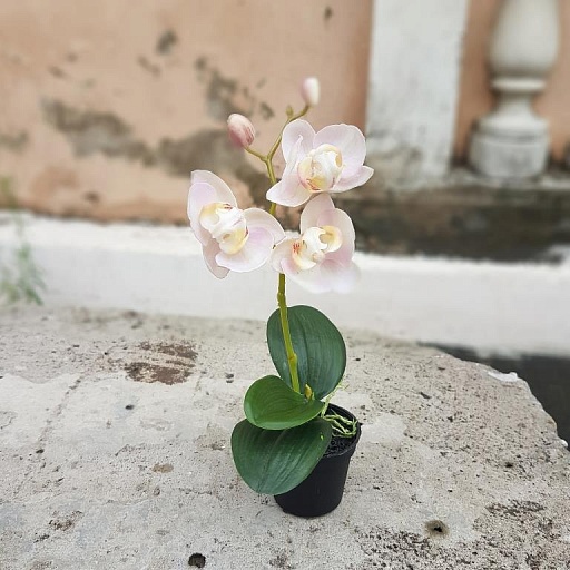 картинка искусственный цветок в горшке PHALAENOPSIS от интернет магазина