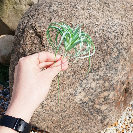картинка Суккулент тилландсия мини, пыльно-зеленый от интернет магазина