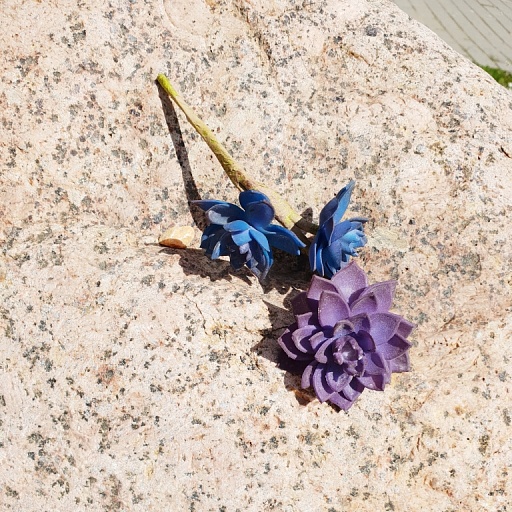 картинка Суккулент мини-роза, синий от интернет магазина
