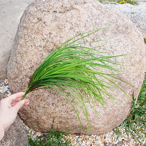 картинка Пучок травы большой, зеленый от интернет магазина